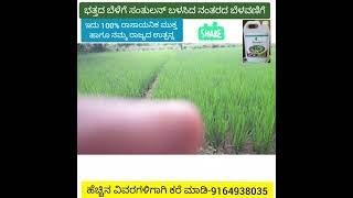 Santoolan || Paddy Crop || ಭತ್ತದ ಬೆಳೆ|| How to grow Paddy in organic method || Call 9164938035