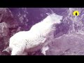 খাবারের খোঁজে ১৩ হাজার ফুট উঁচু পাহাড়ে ছাগল mountain goat rahenul vlogs