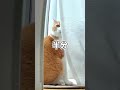 カメラの前で待つ猫がかわいい 猫 茶白猫 ショート