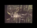 compelling footage of possible skunkape bigfoot from lettuce lake park florida