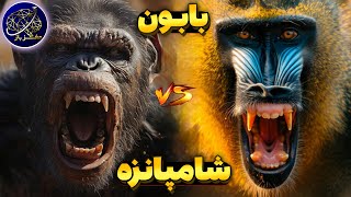 نبرد شامپانزه و بابون - برنده میدان کیست؟