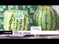 Square watermelons in Japan