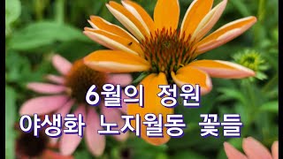 6월의 정원 야생화(노지월동 꽃들 )