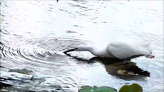 小白鷺的捕魚術   (台北植物園, 2017年11月)