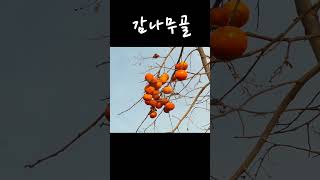 휘영청 달밝은밤.. 그대모습..오늘은오솔길따라오시려나.. 내마음달빛에 젖네..🍁#나훈아