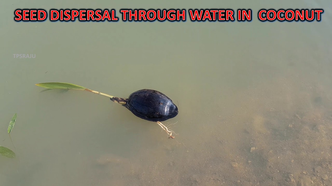 Seed Dispersal Youtube