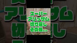 【剪定】スーパーアリッサム切り戻しその後1/21切り戻し→4/15現状 #ガーデニング #flowers