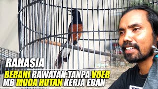 RAHASIA Berani Rawatan Tanpa VOER Bikin Murai Batu Muda Hutan ini Kerja Edan