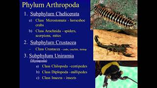 Biology 182 Arthropoda