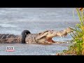 crocodile set free after being stuck in a tire for 6 years