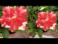 garden tour a walk through my garden എൻ്റെ മനോഹരമായ പൂന്തോട്ടം