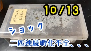 【ヘラクレスレイディ】二匹連続孵化不全、、、10/13