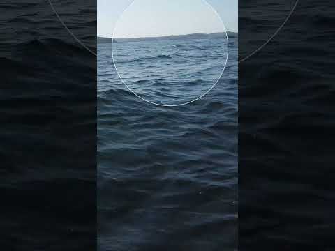 Do whales like music?