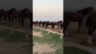 Prince Malik Atta Stud Farm Ikhlas Pindi Gheb | Owner Malik Arslan | Stallions |Kot Fateh khan Horse