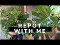 Repotting my Monstera Deliciosa | House Plant