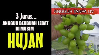 CARA MEMBUAHKAN ANGGUR DI MUSIM HUJAN.  Tanpa UV atau greenhouse Bisa Berbuah Lebat.