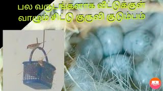 பாட்டி வீட்டில் குருவி கூடு | வாத்து 🦆  PAATI VEETIL KURUVI KOODU | Ducks