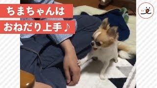 こんなおねだりをされたら...😚ナデナデが大好きなおねだりチワワちゃんがかわいい【 PECOTV 】