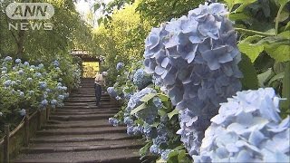 日が経つごとに藍色に・・・鎌倉・明月院のあじさい見頃(16/06/11)