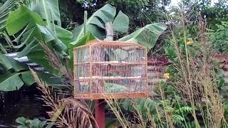 Trini bullfinch teacher real good bird September 13th by shaffmaster