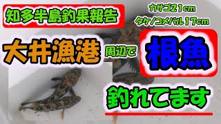 【知多半島釣果報告】大井漁港周辺根魚釣れてます！カサゴ２０ｃｍUP、タケノコメバル１７ｃｍ