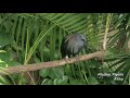 Birds of the Indonesian Rainforest