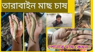 তারা বাইম মাছের পোনার দাম ও কোথায় পাওয়া যায় | খাবার না দিয়ে মাছ চাষ | তারা বাইম মাছ চাষ