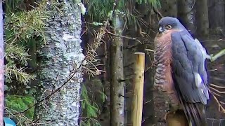 Eurasian sparrowhawk at the bird feeder (Spurvehauk)