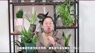 冬天养芦荟，记住3点就可以，茎干粗壮不徒长