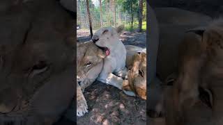 Lioness Love