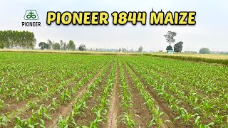 ਮੱਕੀ ਬਿਜਾਈ ਕਿੰਨੀ ਡੂੰਗਾਈ ਤੇ ਕਰੀਏ ?/Pioneer 1844 maize