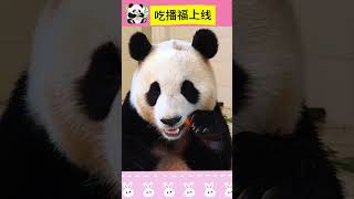 吃播福上线，一切安好 #panda #熊猫 #熊猫宝宝#푸바오 #福宝