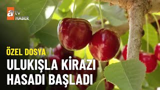 ÖZEL DOSYA – Kraliçenin sevdiği meşhur kiraz  - atv Ana Haber 14 Temmuz 2023