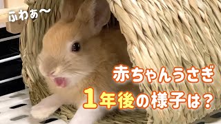 【お迎え1年のミニウサギ】赤ちゃんうさぎ〜現在までの成長記録を振り返ってみました♪