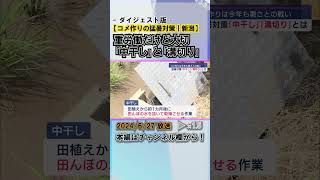 夏の猛暑に再び挑む米農家へ－JAが指導する2つの対策：｢中干し｣と｢溝切り｣とは #news #short  #ux新潟テレビ21 #新潟