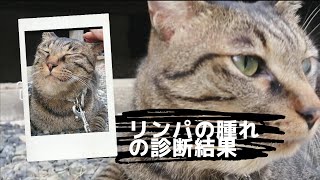 【猫異変】キジトラ猫のむっちゃん。原因不明で顔が腫れてから約２週間経過。再診で病院へ。診断結果は、、、