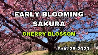 Early Blooming Sakura | Cherry Blossom | Sakuradai Hamamatsu Shi Nishi-ku Shizuoka Japan