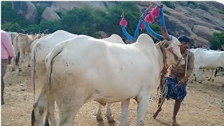 Super size khilari bull's video-Oxen price's-indian market-adoni bull's market video's..