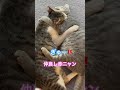 ネコと子ネコとおじさん　仲良し赤ニャン‼️ぎゅ〜‼️ shorts cats cat 赤ニャン ねこ 猫 子猫 kitty 猫のいる暮らし