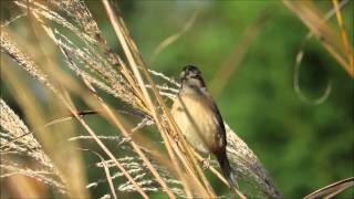 ホオジロ（♀）－神戸市立森林植物園－2014 12 05