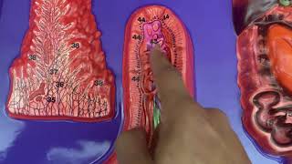 Intestinal Villi model