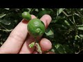 how long after flowering do lemons appear?life cycle of a lemon | which month lemons produce on tree