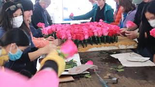 Rotary Rose Parade Float Decoration