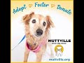 Meet the new senior dog arrivals at Muttville Senior Dog Rescue!