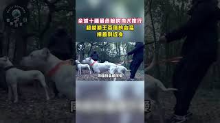 十種全球最兇猛的犬類！ 比獅子還可怕百倍，第一名謹慎對待！#世界偵查員#知識排名#全球#國家#冷知識#top#排名#科普