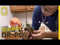 A Real Nail Biter | The Incredible Dr. Pol