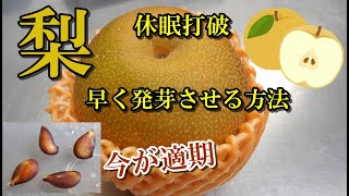 【梨の種、休眠打破】今が適期、早く発芽させる方法、食べたナシを種から育てる、3ヶ月間冷蔵庫で休眠打破