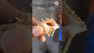 இந்த வகை சங்கு பாத்துருகிங்களா? #fishing #fish #seafood #fishmarket #sea #cute #nature #conchshell