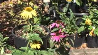 Als Garden Center - Bauman farm - GardenPalooza