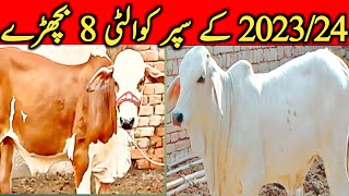 Super Doper Quality Bachre For Qurbani 2024 Sluger Brahmn Gulabi Pande || Global Village Farming